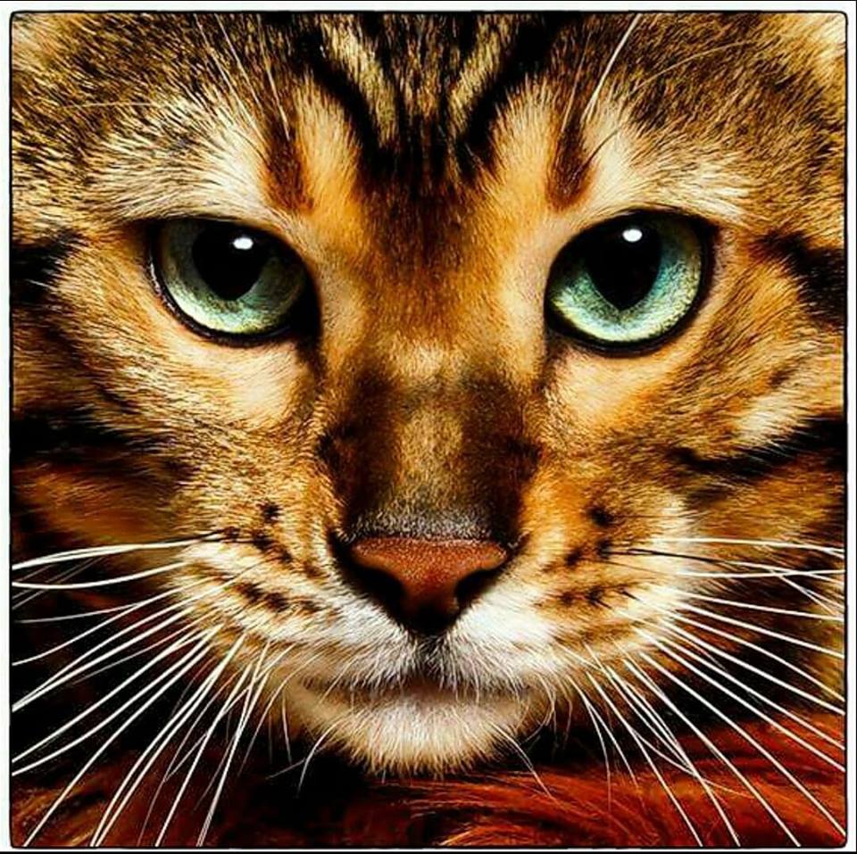 BengalWelt.de Deutschland