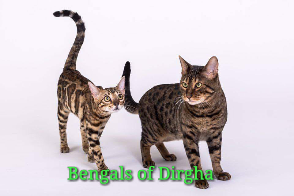 BengalWelt.de Deutschland